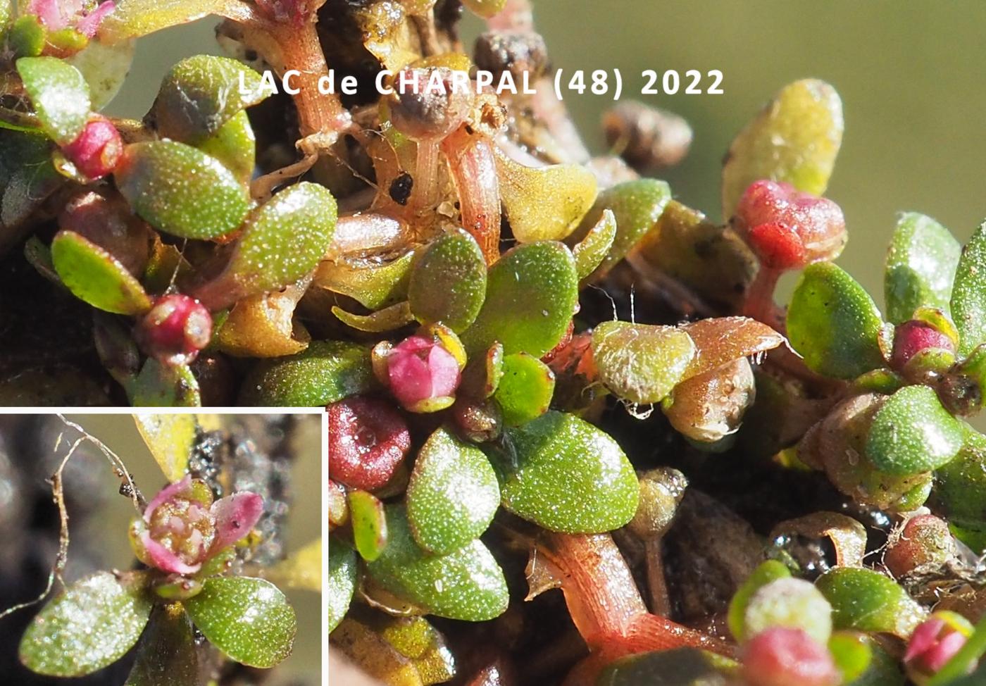 Waterwort, six-stamened flower